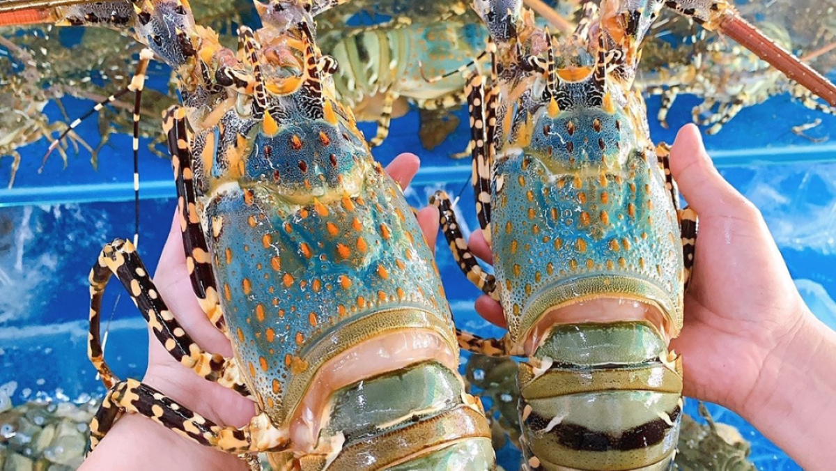 Tôm hùm xanh trở thành "đẩu kéo" tăng trưởng của ngành hàng tôm.