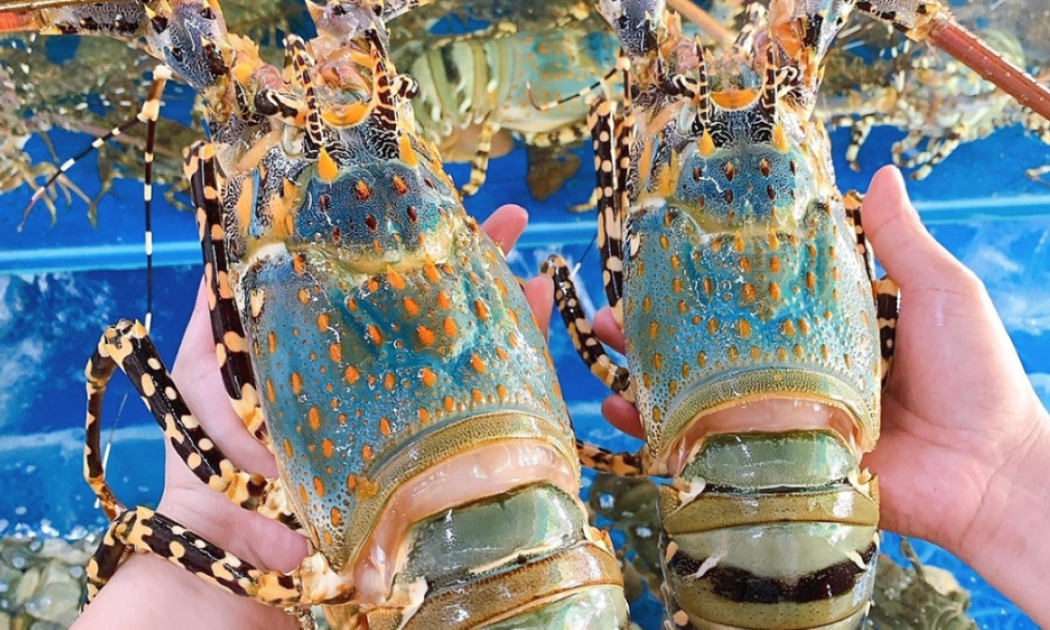 Việt Nam vươn lên dẫn đầu thị trường tôm hùm xanh tại Trung Quốc