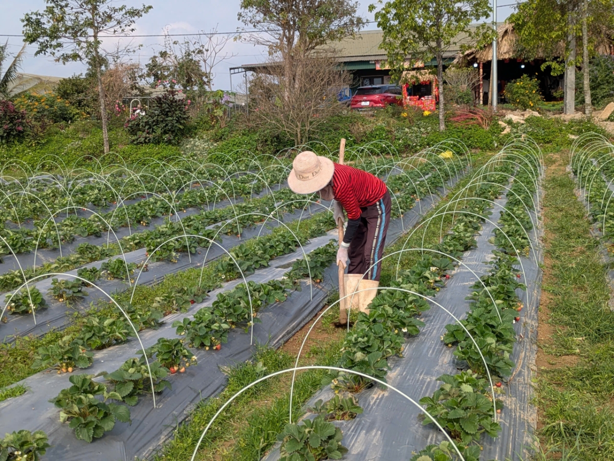 Hợp tác xã hướng dẫn kỹ thuật canh tác cho các thành viên.