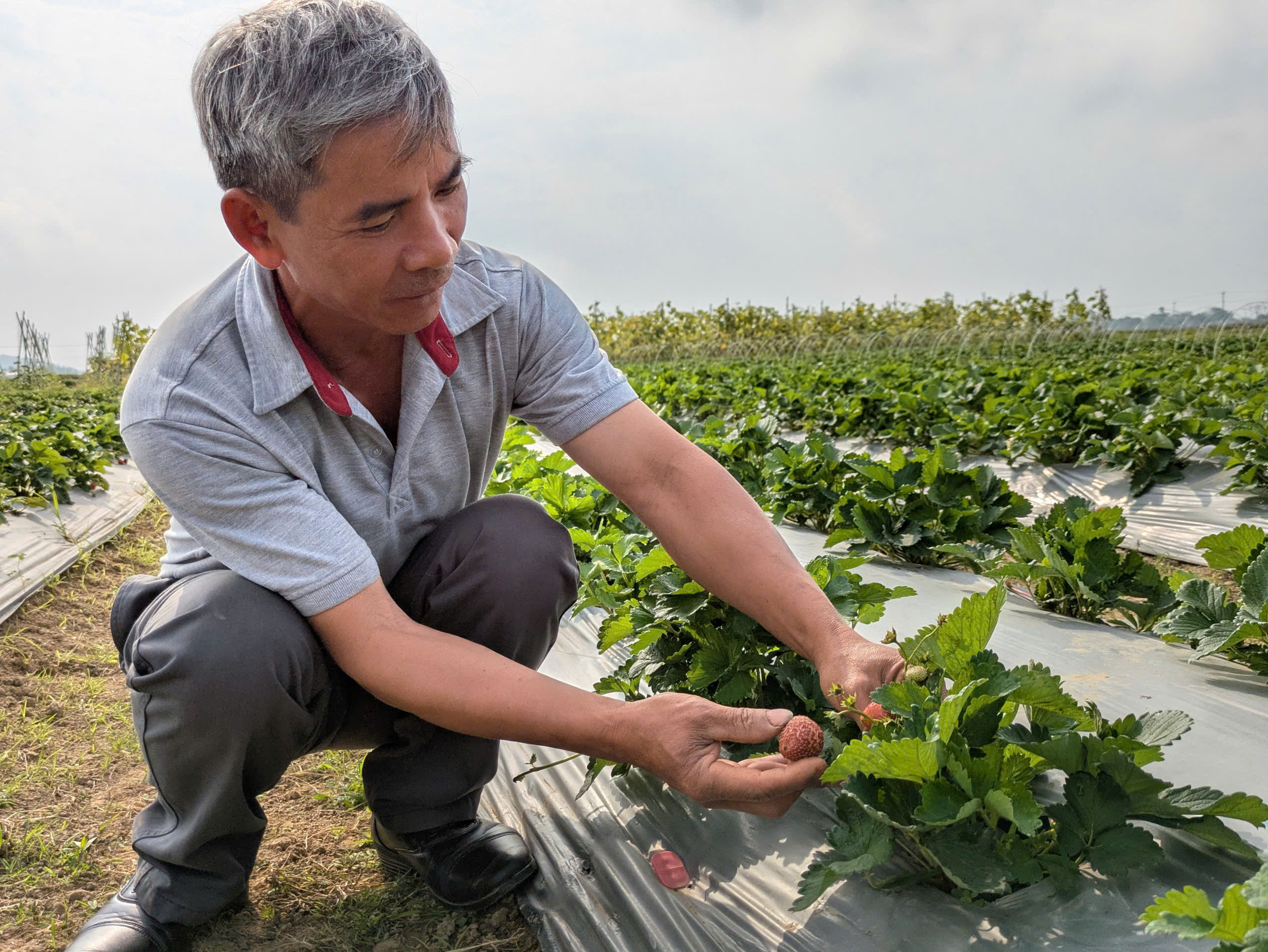 Từng trái dâu tây chín đỏ được chăm sóc theo quy trình nghiêm ngặt.