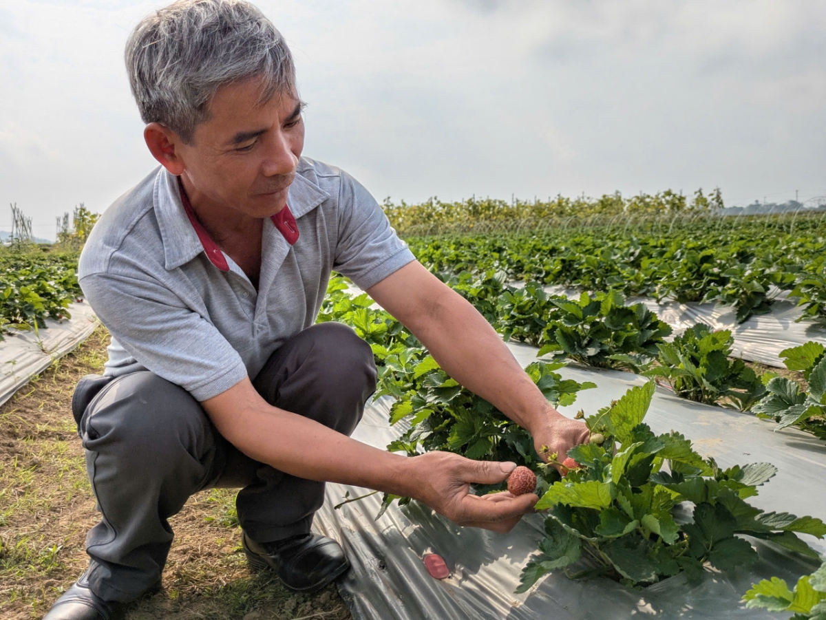 Từng trái dâu tây chín đỏ được chăm sóc theo quy trình nghiêm ngặt.