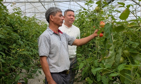 Hệ thống nhà màng được đầu tư bài bản, giúp kiểm soát nhiệt độ và độ ẩm.