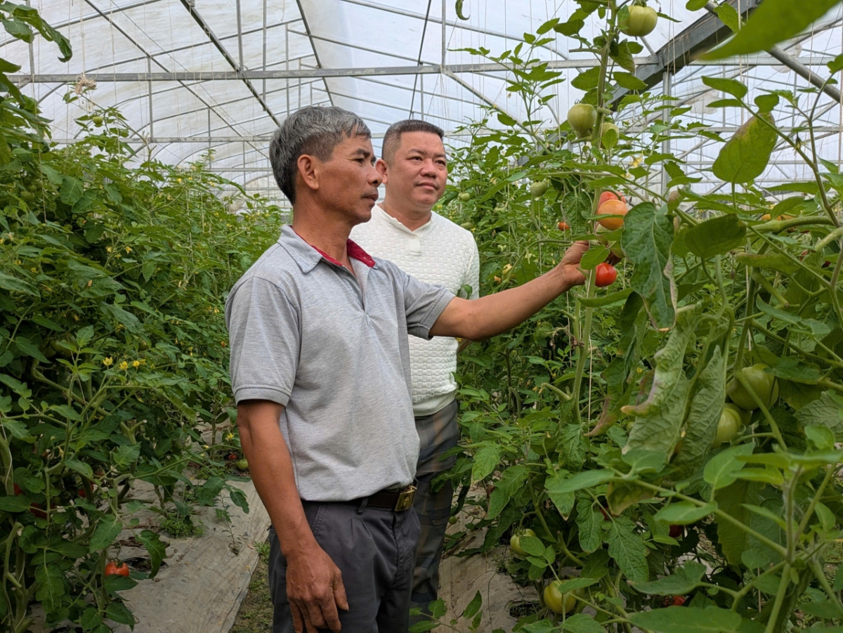 Hệ thống nhà màng được đầu tư bài bản, giúp kiểm soát nhiệt độ và độ ẩm.