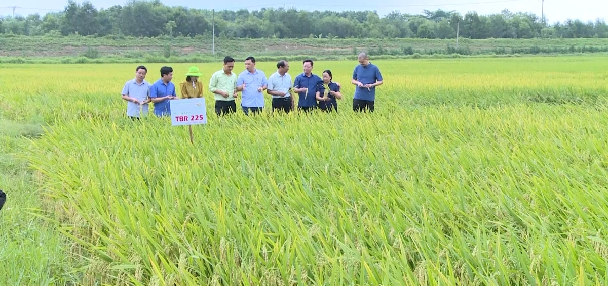 Thanh Hoá nâng cao hiệu quả sản xuất từ vùng lúa quy hoạch. Ảnh minh hoạ.