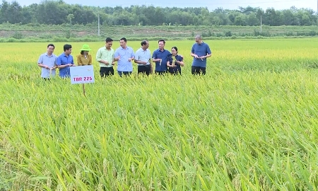 Thanh Hoá nâng cao hiệu quả sản xuất từ vùng lúa quy hoạch. Ảnh minh hoạ.