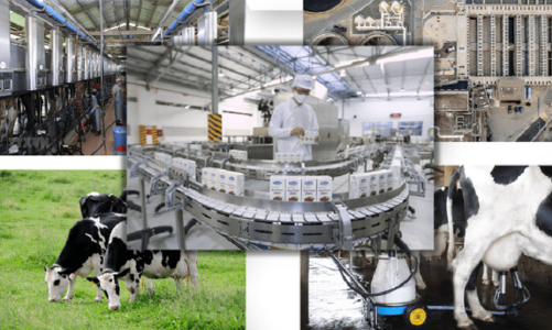 Chiến lược đưa ngành sữa vươn tầm thế giới vào năm 2045