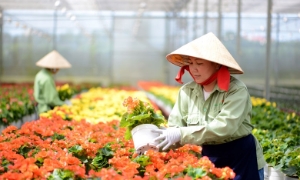 1,5 triệu lao động nông thôn sẽ được đào tạo nghề mỗi năm
