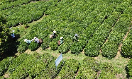 Thanh Hoá hoàn thiện chính sách để nông nghiệp bứt phá giai đoạn mới
