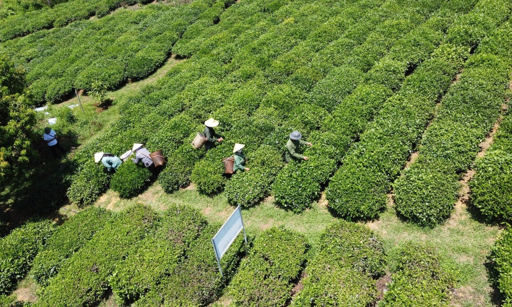 Thanh Hoá hoàn thiện chính sách để nông nghiệp bứt phá giai đoạn mới