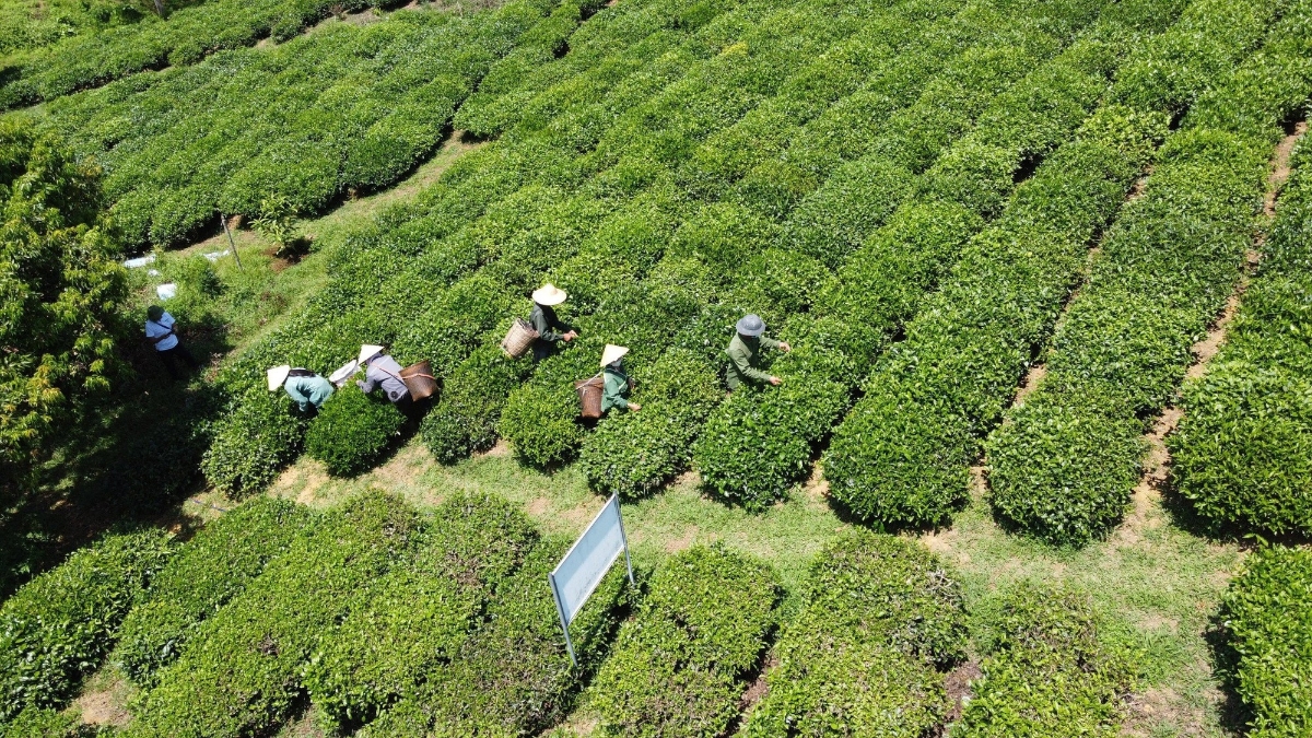Chính sách tích tụ, tập trung đất đai tạo điều kiện phát triển sản xuất quy mô lớn, ứng dụng công nghệ cao. Ảnh minh họa.