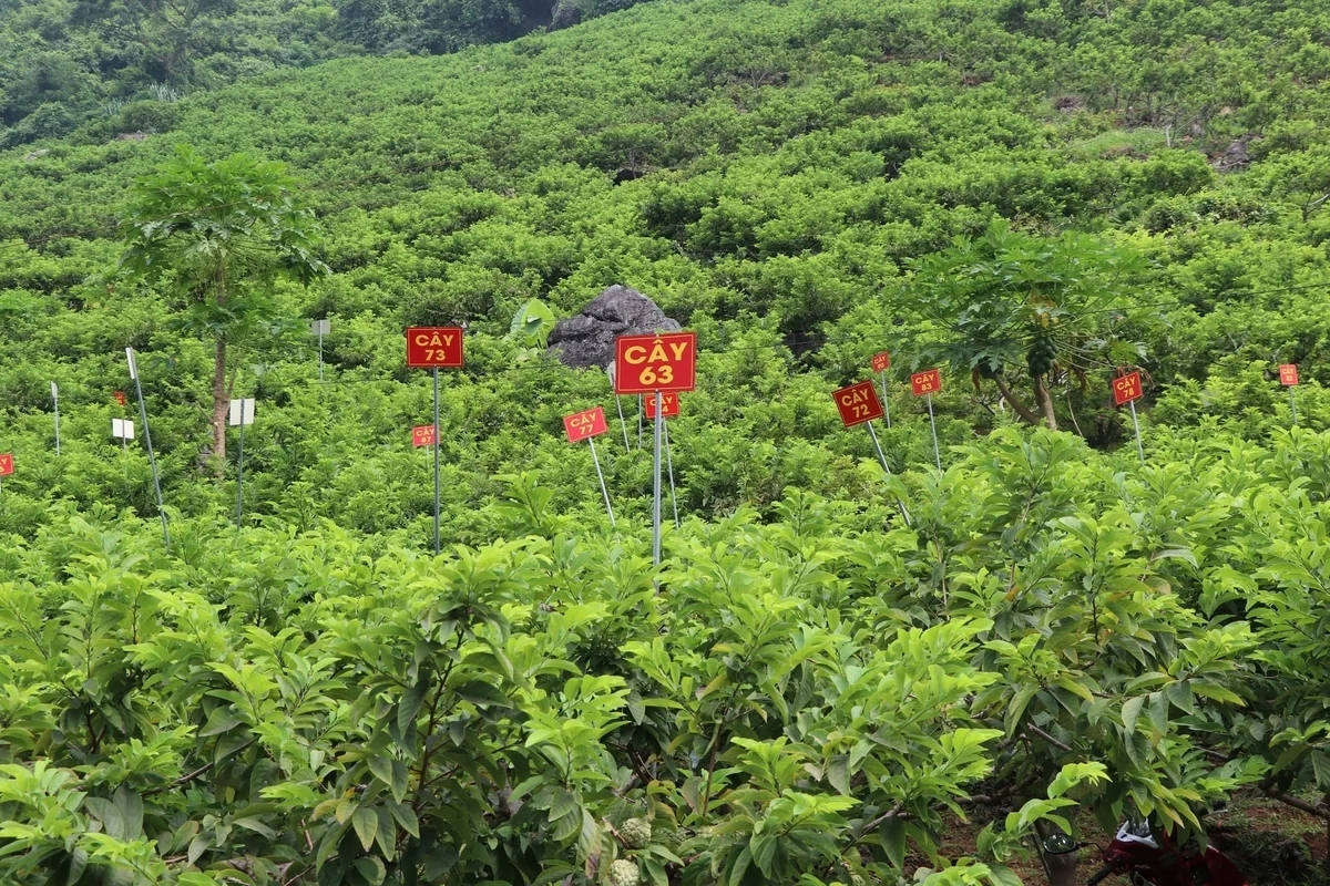 Vùng trồng na hữu cơ ở xã Võ Nhai, tỉnh Thái Nguyên. Ảnh: Ngọc Tú