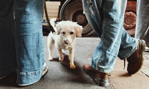 Điện thoại Trung Quốc chạm tới đẳng cấp máy ảnh