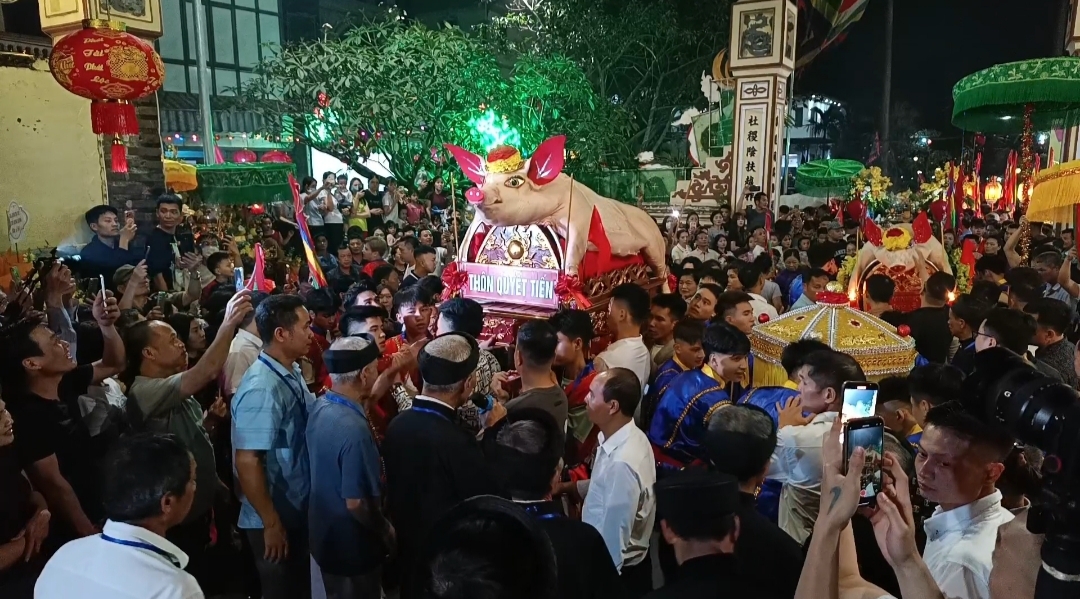 Lợn được rước về sân đình làng La Phù.