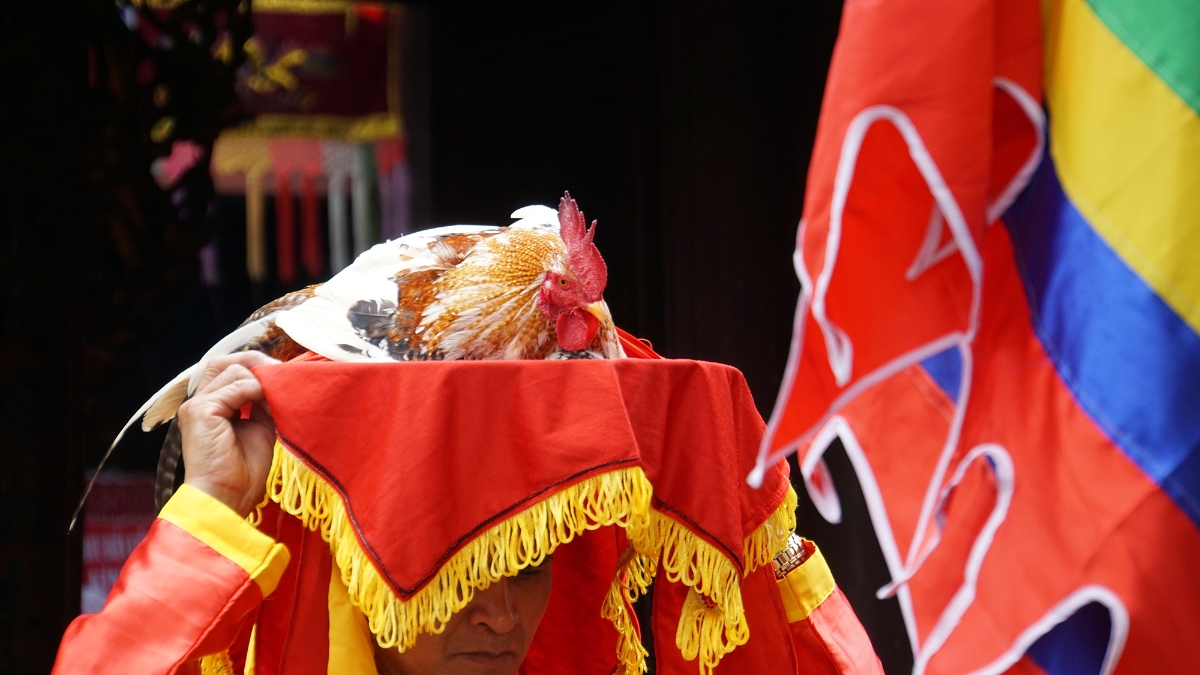 Linh kê (gà trống có chân vàng, lông vàng) được rước từ trong miếu ra trước đài thề để chuẩn bị cho việc hành lễ.&nbsp;&nbsp;