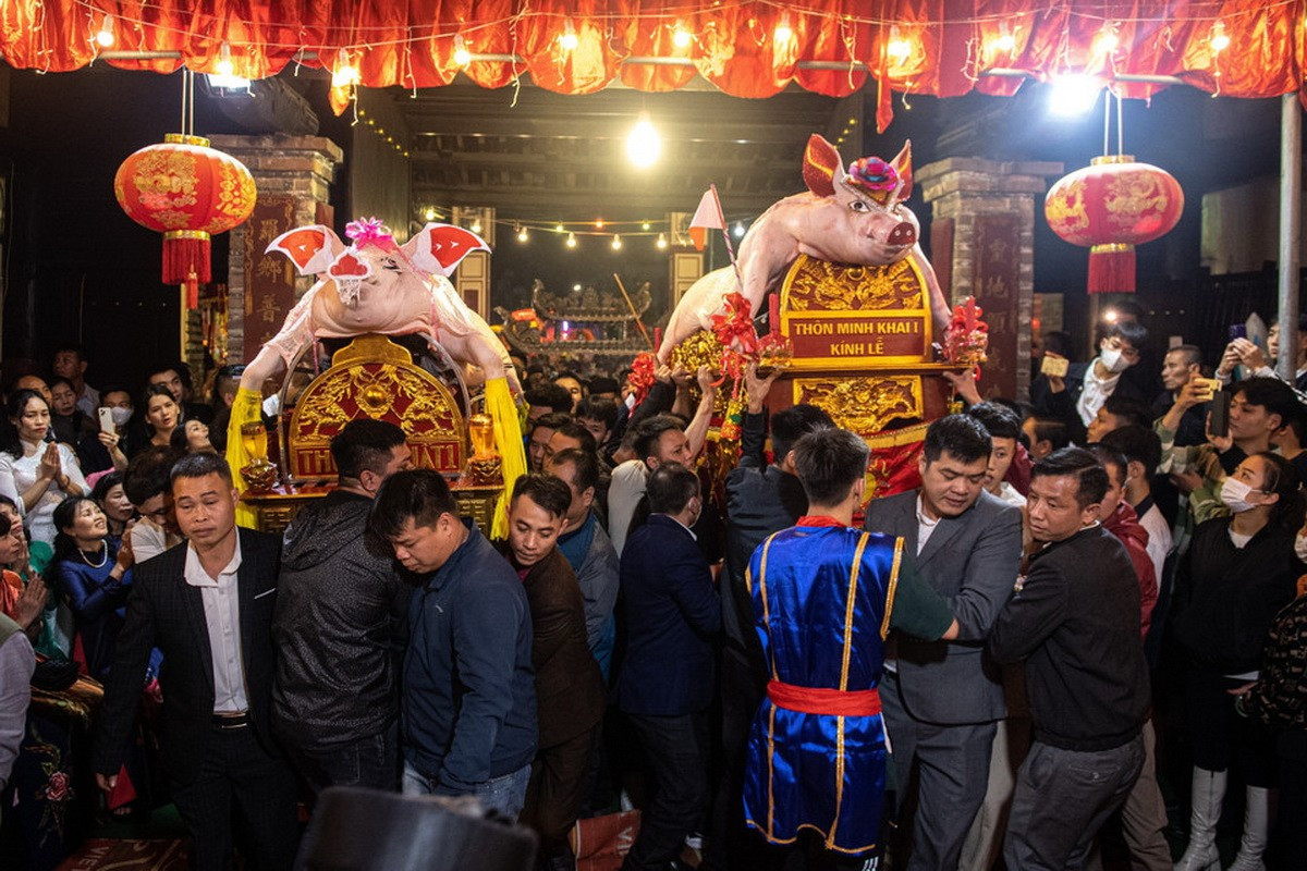Những "Ông lợn" đẹp nhất được đưa vào cung chính trong đình làng để làm lễ dâng tế. Ảnh: Chu Khôi.