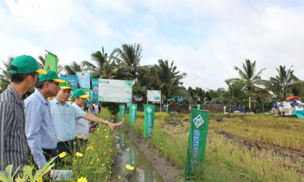 Trồng lúa theo chuẩn mới: Tăng thu nhập, giảm phát thải, nâng giá trị hạt gạo