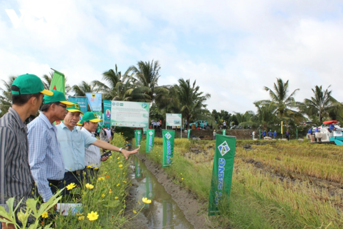 Mô hình trồng lúa giảm phát thải tại Đồng Tháp giảm chi phí, tăng lợi nhuận.