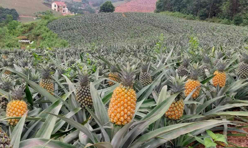 Hà Tĩnh hướng tới trung tâm cây ăn quả và chế biến xuất khẩu Bắc Trung Bộ