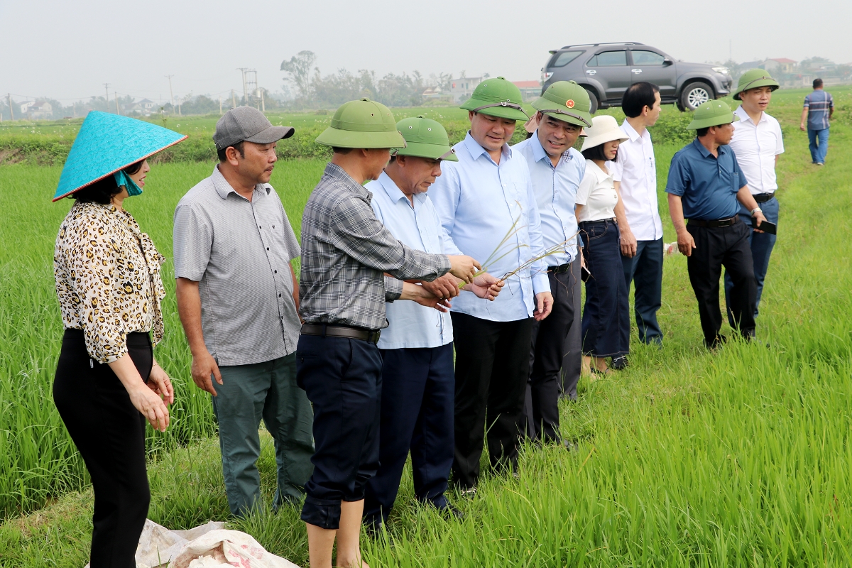 Phó Chủ tịch UBND tỉnh&nbsp; Nghệ An Nguyễn Văn Đệ kiểm tra, chỉ đạo sản xuất nông nghiệp vụ Xuân tại một số địa phương