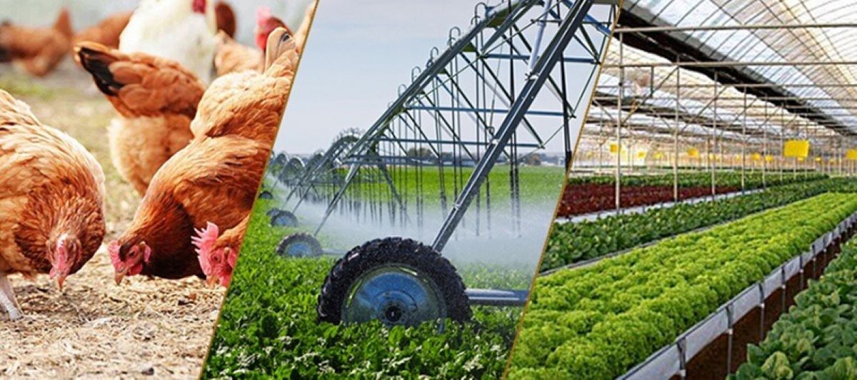 Chăn nuôi phục hồi, trồng trọt duy trì