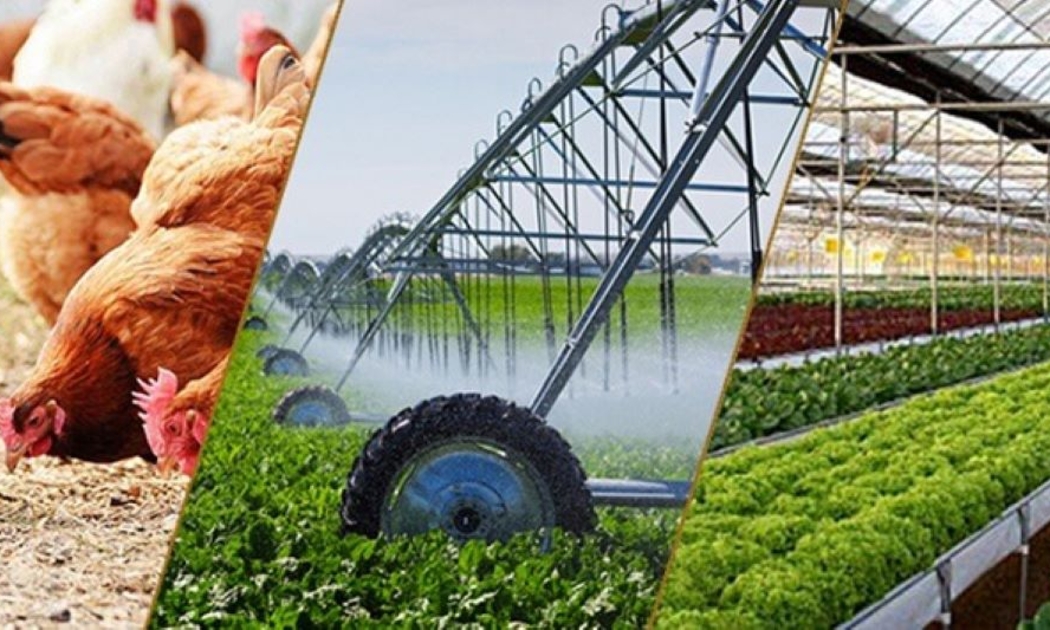 Chăn nuôi phục hồi, trồng trọt duy trì