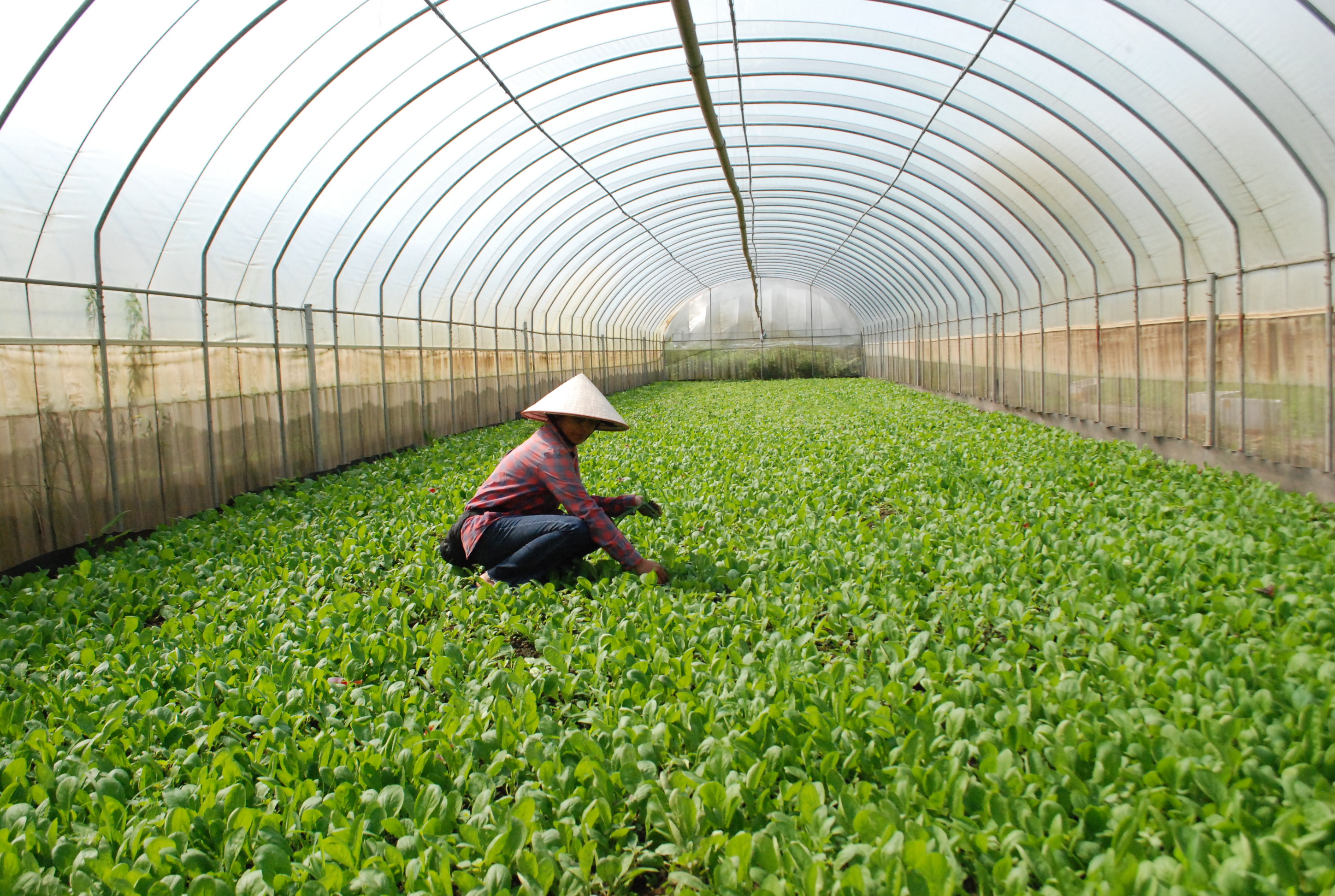 Mở rộng và phát triển các chuỗi liên kết giá trị nông sản hữu cơ và theo hướng hữu cơ đối với những sản phẩm có thế mạnh của địa phương. Ảnh minh hoạ