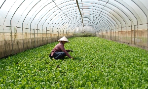 Huế mở rộng chuỗi giá trị nông nghiệp hữu cơ, thúc đẩy kinh tế xanh