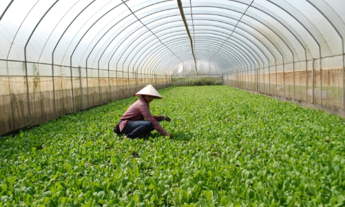 Huế mở rộng chuỗi giá trị nông nghiệp hữu cơ, thúc đẩy kinh tế xanh