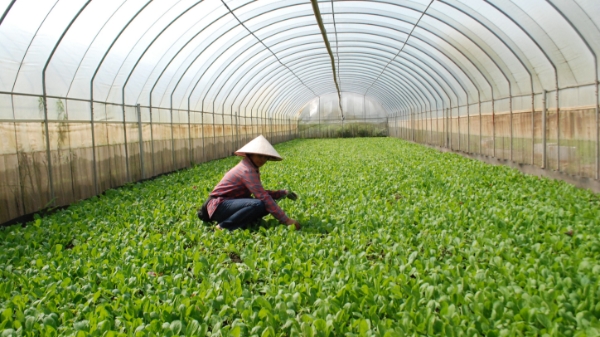 Huế mở rộng chuỗi giá trị nông nghiệp hữu cơ, thúc đẩy kinh tế xanh