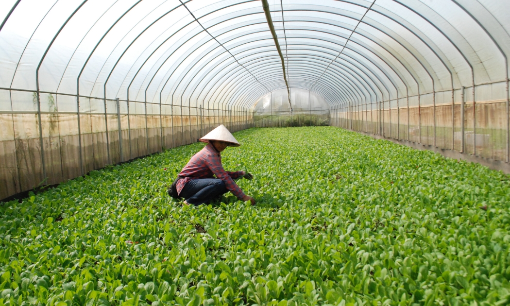 Huế mở rộng chuỗi giá trị nông nghiệp hữu cơ, thúc đẩy kinh tế xanh