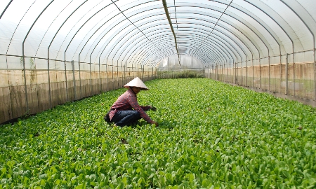 Mở rộng và phát triển các chuỗi liên kết giá trị nông sản hữu cơ và theo hướng hữu cơ đối với những sản phẩm có thế mạnh của địa phương. Ảnh minh hoạ