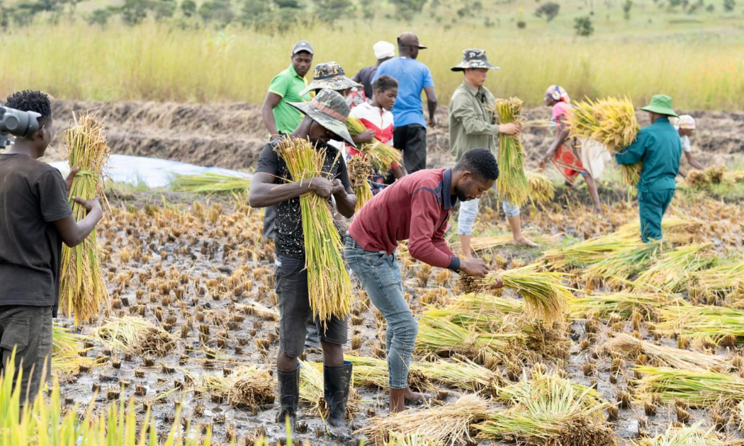 Việt Nam - Zambia thúc đẩy hợp tác phát triển nông nghiệp