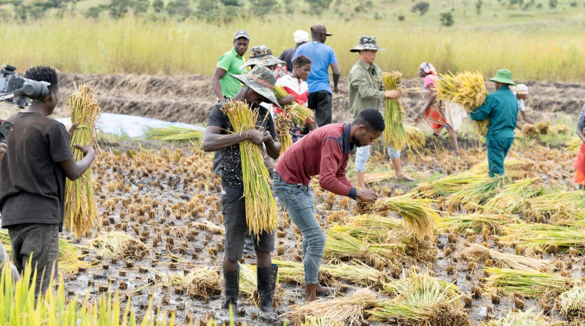 Kỹ thuật canh tác lúa nước của Việt Nam đang được nhiều quốc gia châu Phi tiếp thu và ứng dụng.