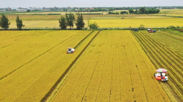 Sơ kết 2 năm thực hiện Đề án phát triển bền vững 1 triệu ha lúa chất lượng cao