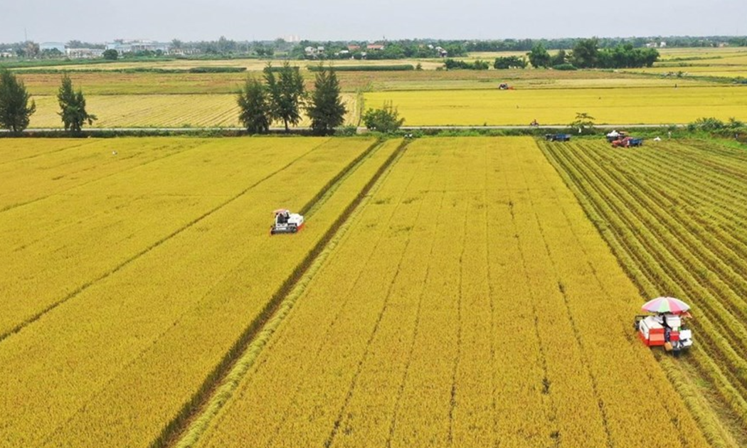 Sơ kết 2 năm thực hiện Đề án phát triển bền vững 1 triệu ha lúa chất lượng cao