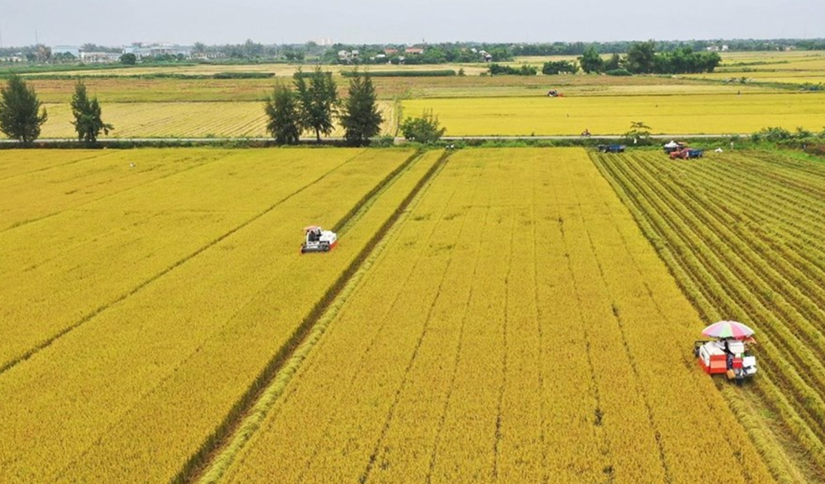 Đề án 1 triệu ha lúa chất lượng cao đã đạt được nhiều kết quả tích cực.