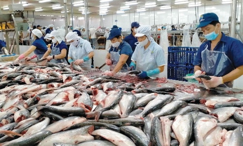 Xuất khẩu thủy sản phân hóa theo thị trường: Trung Quốc tăng mạnh, Mỹ chững lại