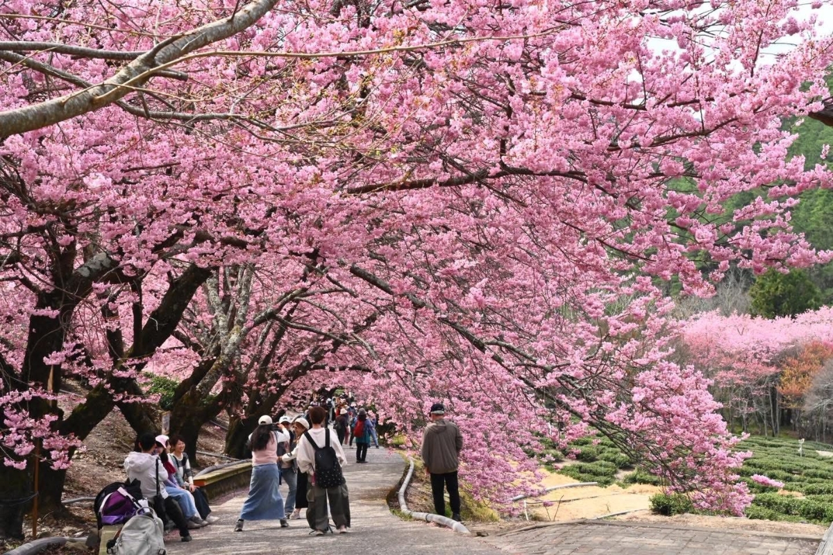 Hoa anh đào cũng làm nên thương hiệu du lịch mùa xuân cho Đài Loan (Trung Quốc).