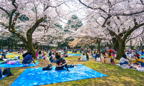 Nhộn nhịp các tour du lịch ngắm hoa anh đào tại Bắc Á