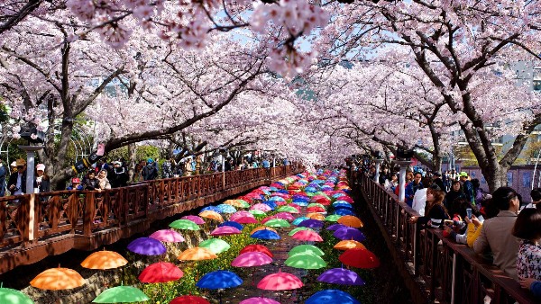 Tại Hàn Quốc, hoa anh đào bắt đầu nở ở các vùng phía Nam như Jeju vào khoảng nửa sau tháng 3.