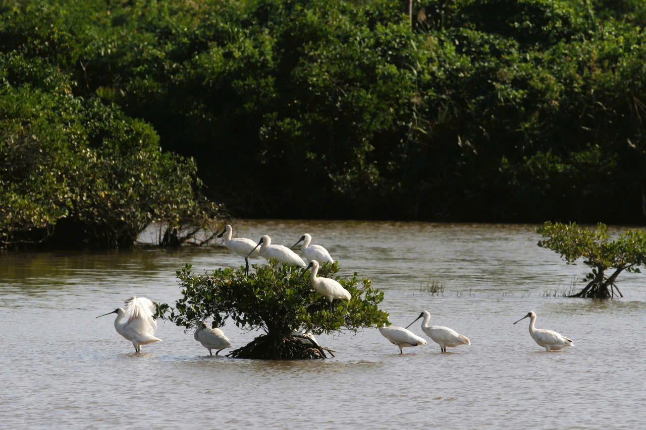 Vườn chim ở Vườn quốc gia Xuân Thủy