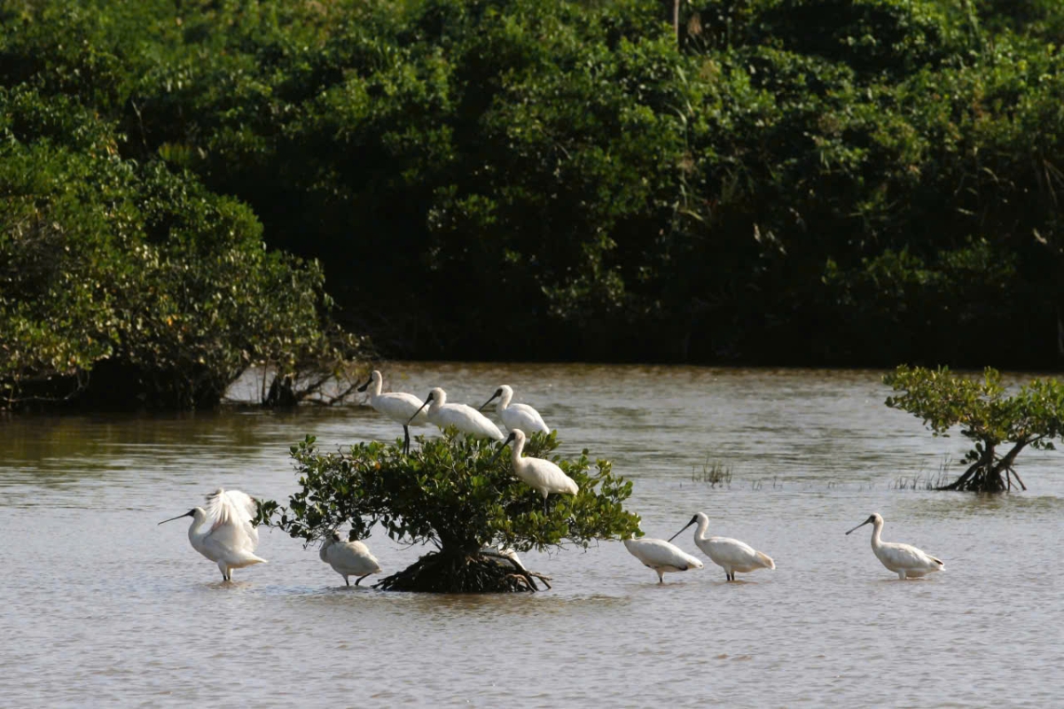 Vương quốc của các loài chim di cư (Ảnh Cổng thông tin VQG Giao Thủy)