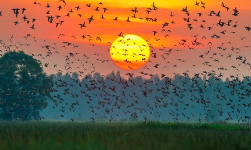 Ninh Bình: Đầu tư 464 tỷ đồng phát triển du lịch sinh thái tại Vườn quốc gia Xuân Thủy