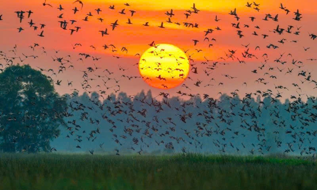 Ninh Bình: Đầu tư 464 tỷ đồng phát triển du lịch sinh thái tại Vườn quốc gia Xuân Thủy