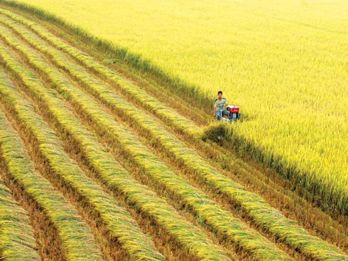 Đảm bảo tiêu thụ lúa kịp thời cho nông dân