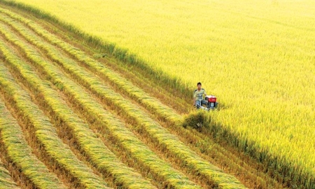 Thủ tướng yêu cầu tăng cường thu mua lúa gạo, bảo đảm tiêu thụ cho nông dân