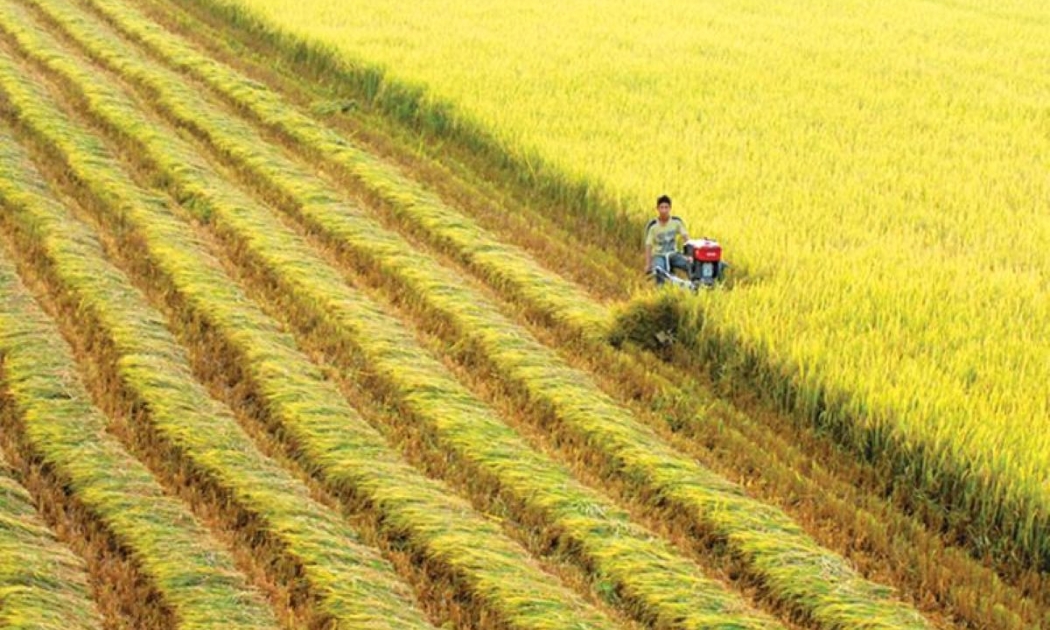 Đảm bảo tiêu thụ lúa kịp thời cho nông dân