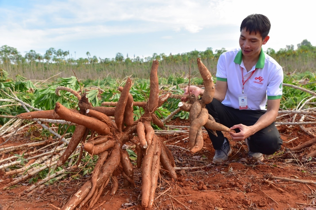 Dự án “Khoai mì bền vững” giúp tăng gấp đôi năng suất khoai mì.