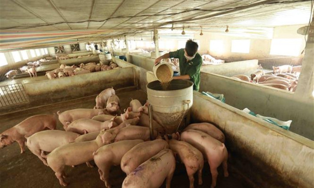 Tháo gỡ những điểm nghẽn để ngành chăn nuôi bứt phá