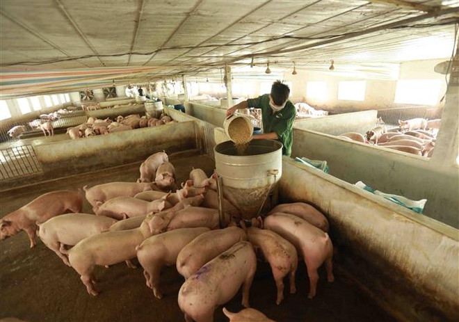 Chăn nuôi quy mô trang trại và công nghiệp tăng nhanh. Ảnh minh họa.